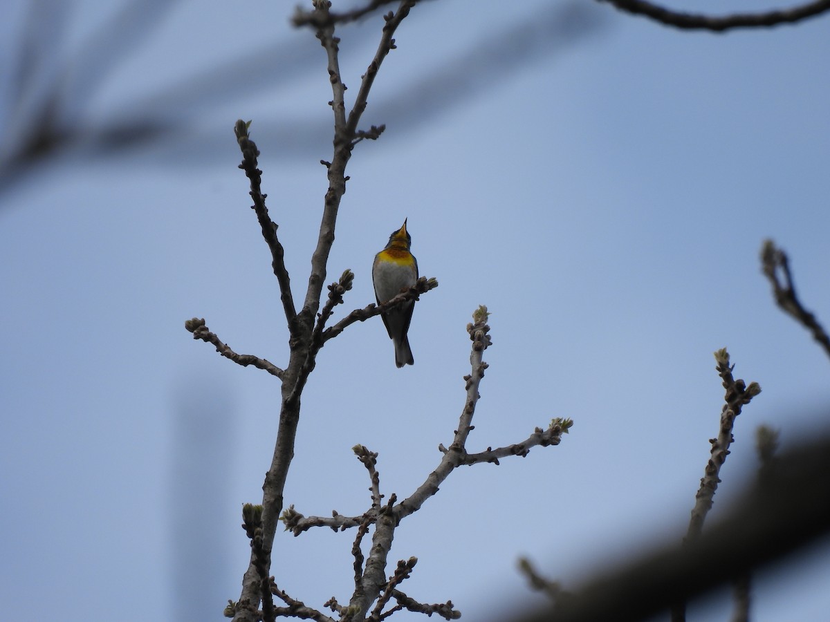 Northern Parula - ML567986171