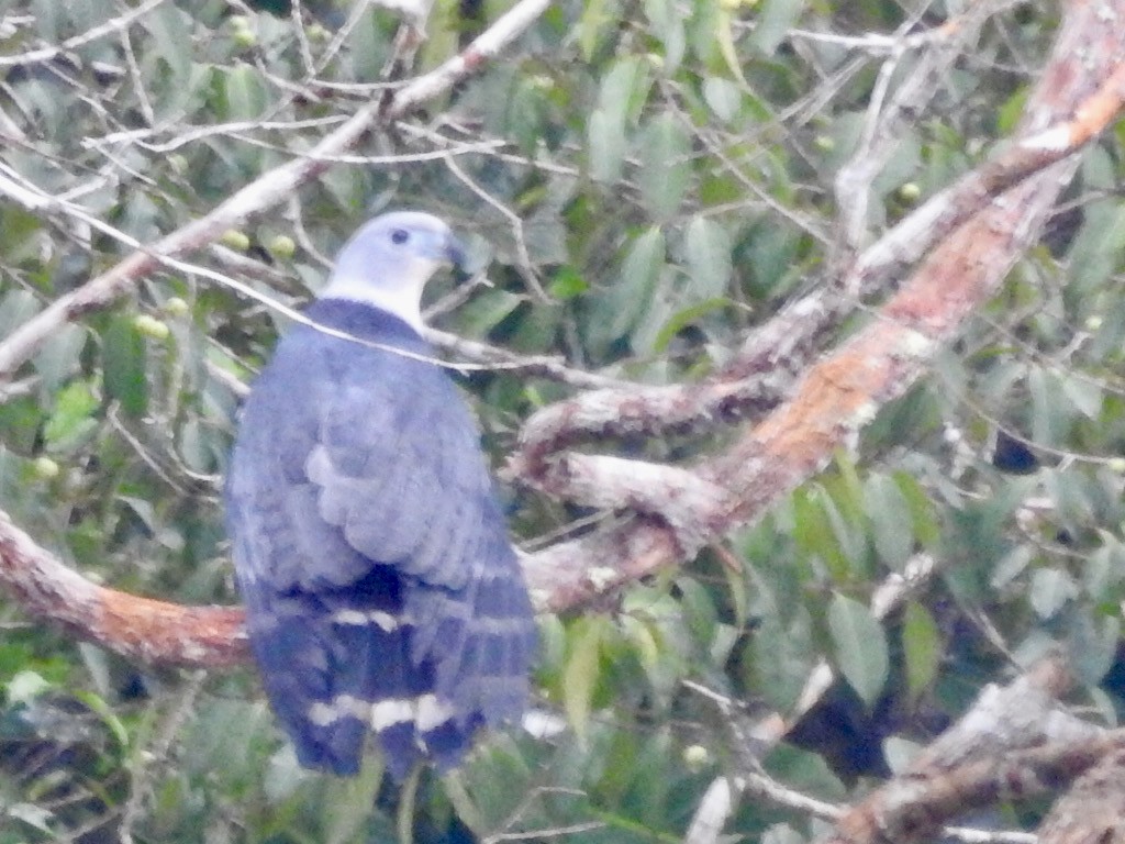 Gray-headed Kite - ML567986801