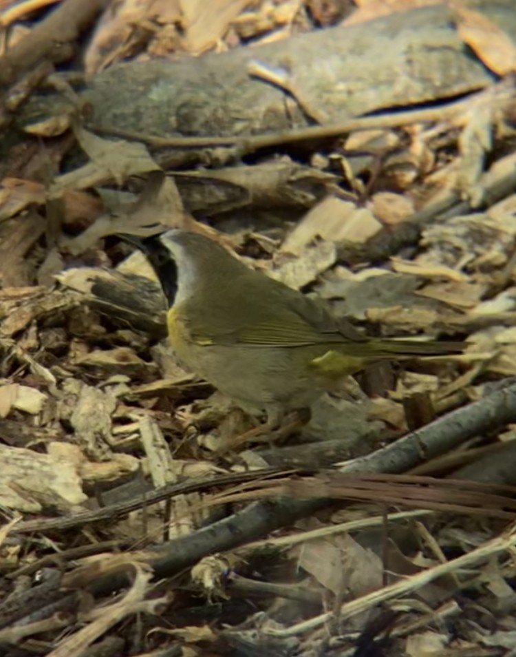 Common Yellowthroat - ML567987061