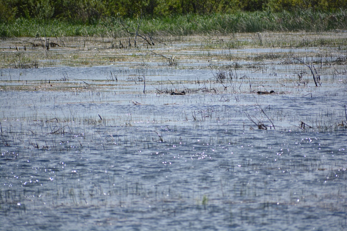 American Wigeon - ML567988041