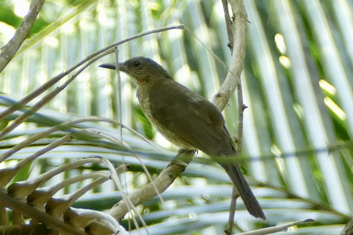 Streak-breasted Bulbul (Tablas) - ML567988541