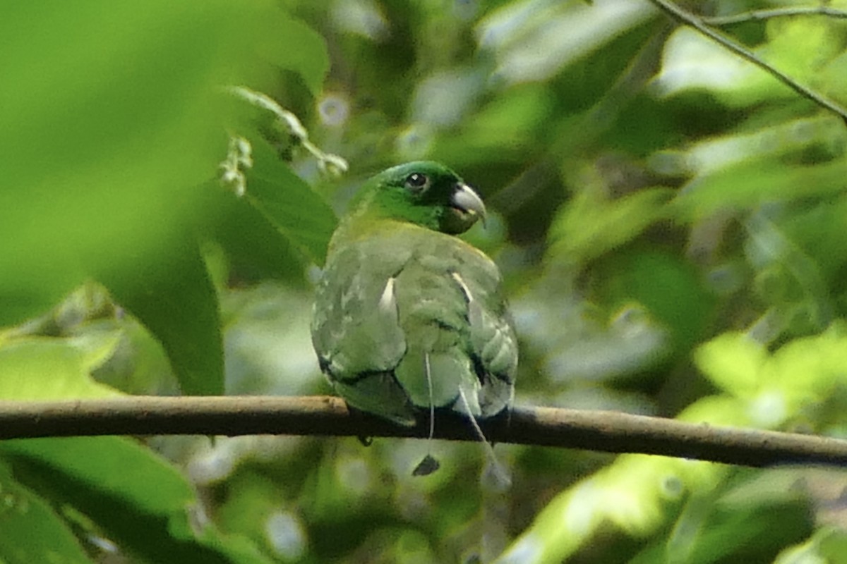 Blue-crowned Racquet-tail - ML567988831