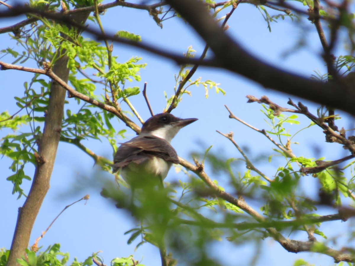 Fork-tailed Flycatcher - ML567988891