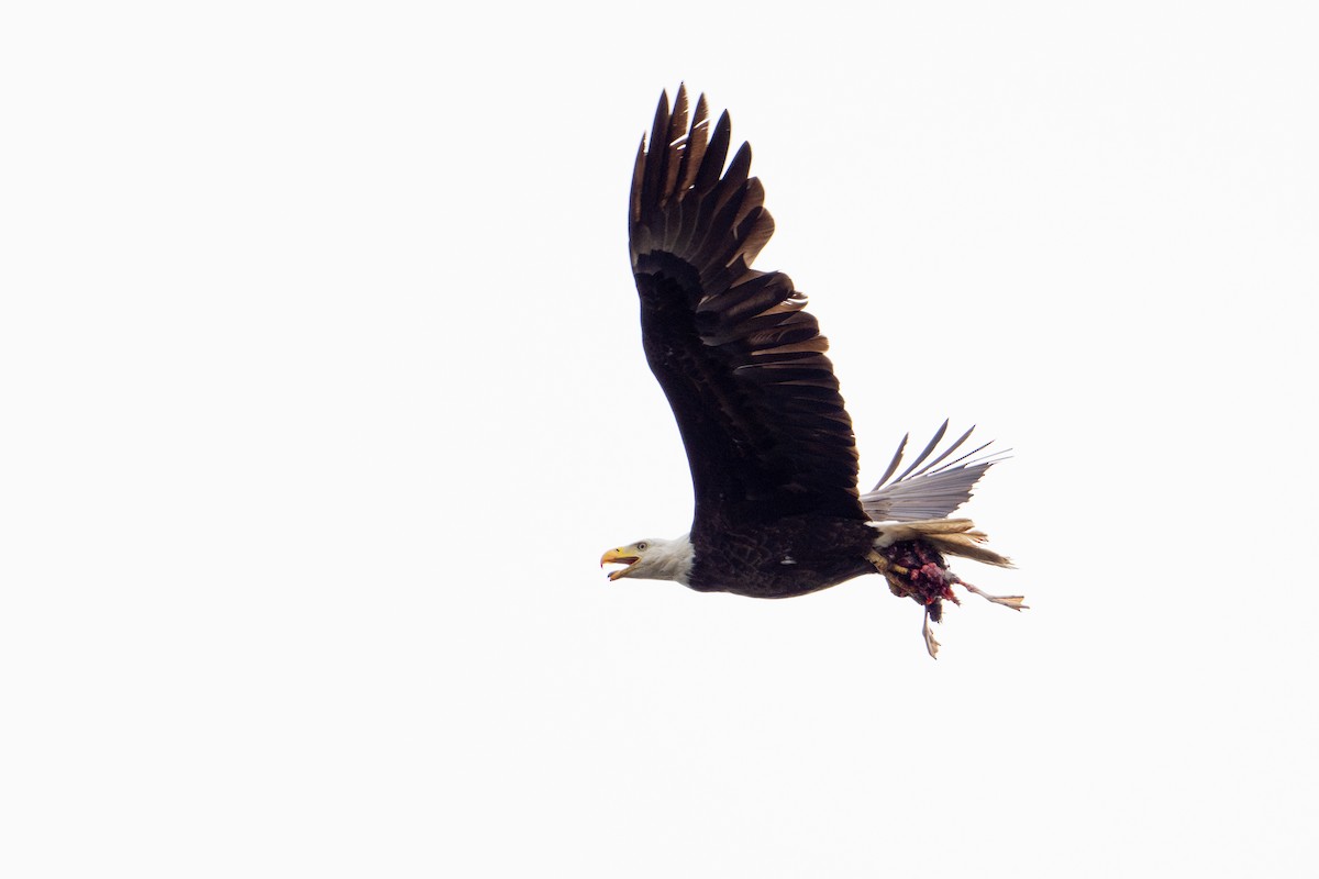 Bald Eagle - ML567989251