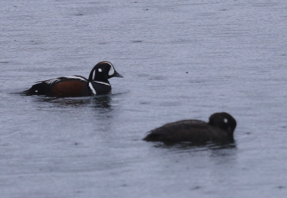 Harlequin Duck - ML567989341