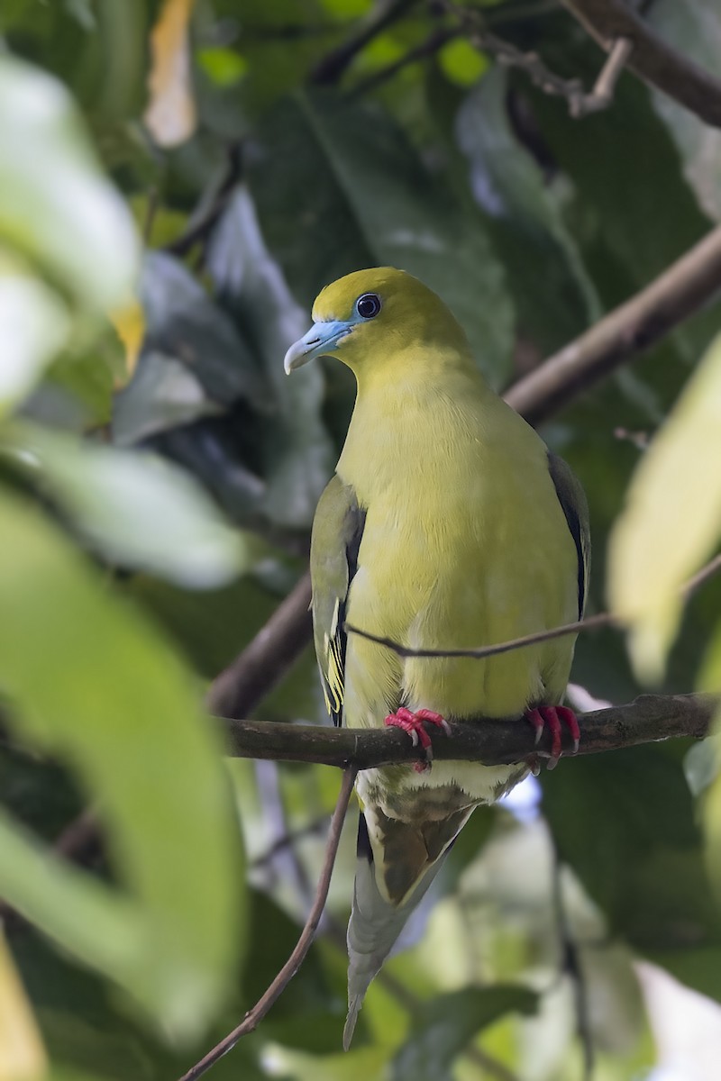 Pin-tailed Green-Pigeon - ML567989531