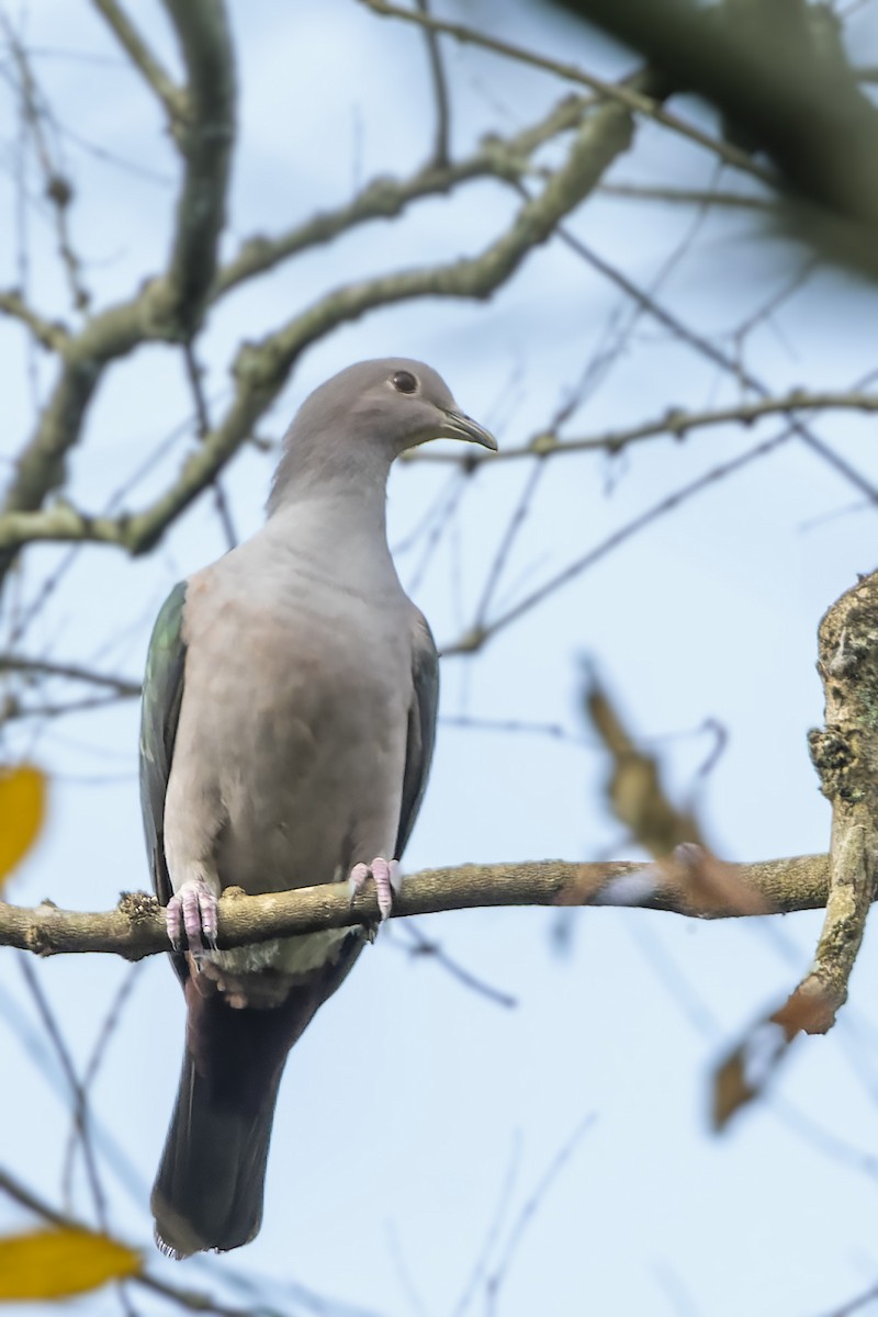 Green Imperial-Pigeon - ML567989661