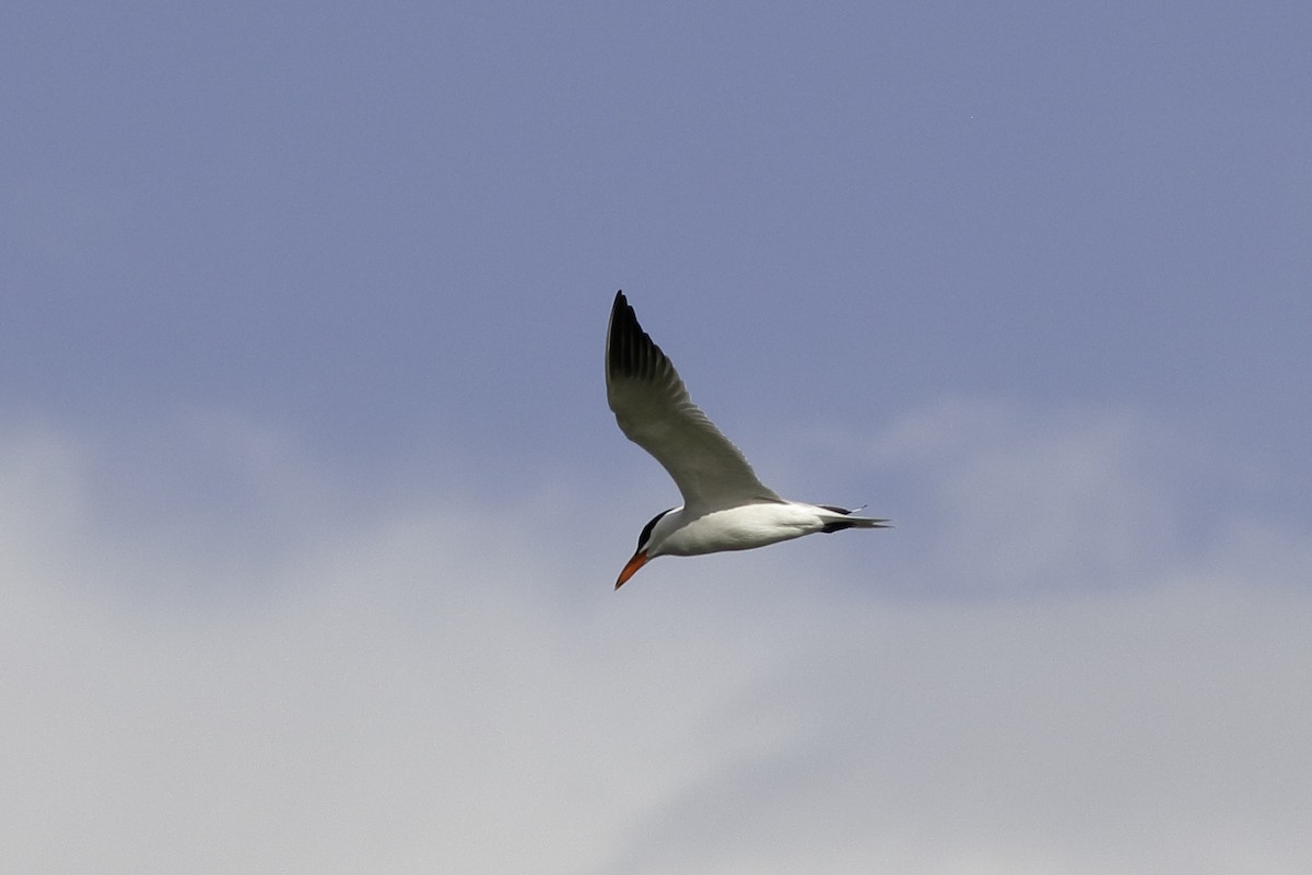 Caspian Tern - Linda Chittum