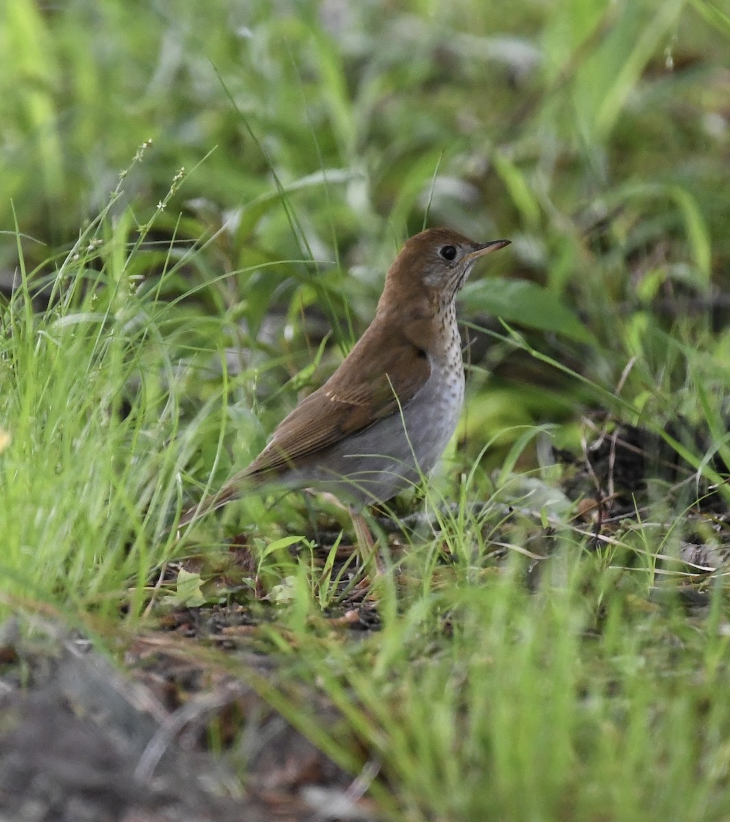 Veery - Jonathan Heller