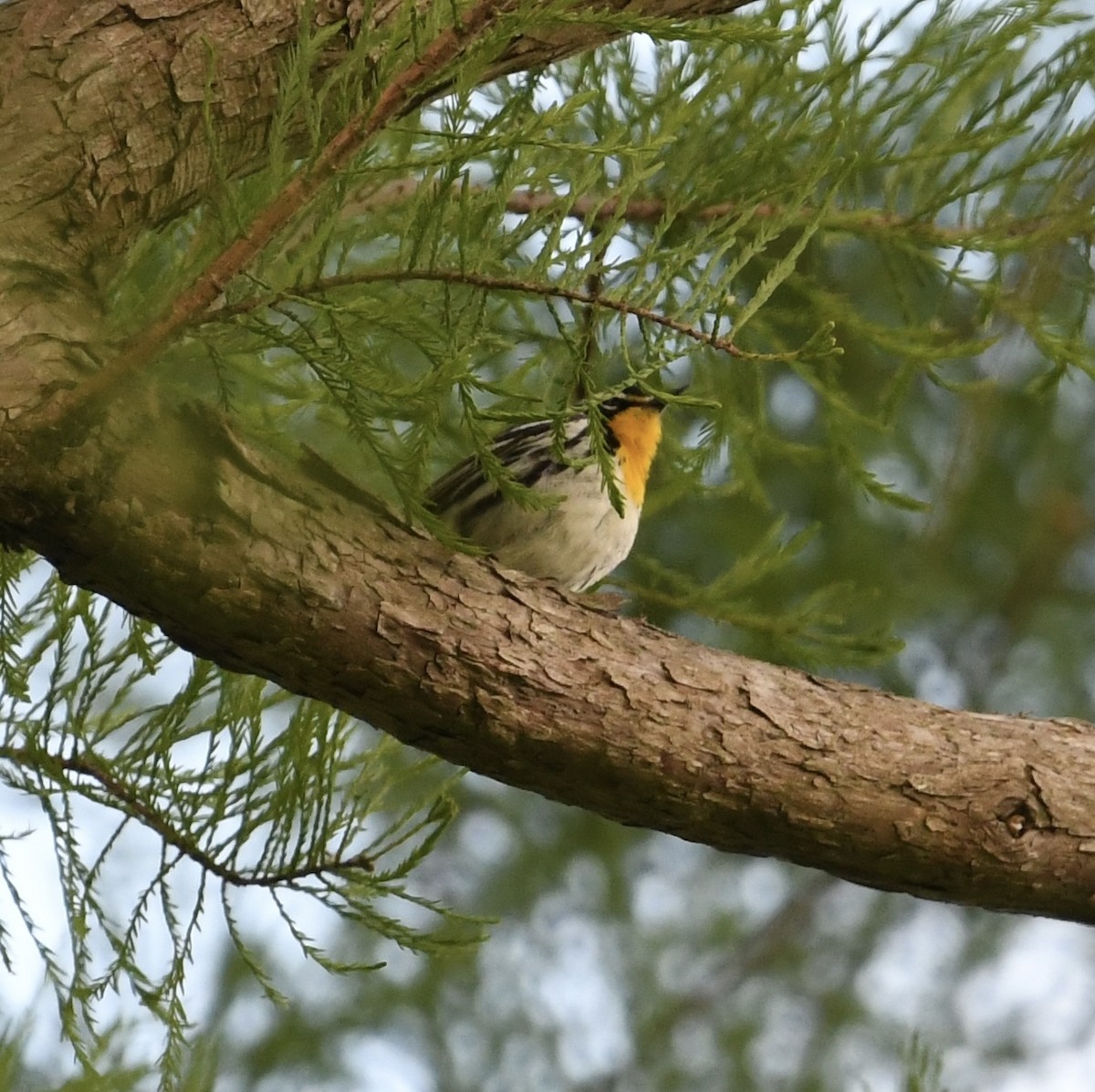 Yellow-throated Warbler - Jonathan Heller