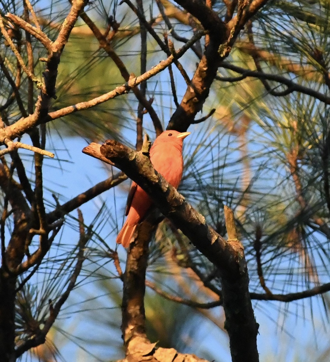 Summer Tanager - Jonathan Heller