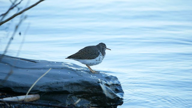 Spotted Sandpiper - ML567992171