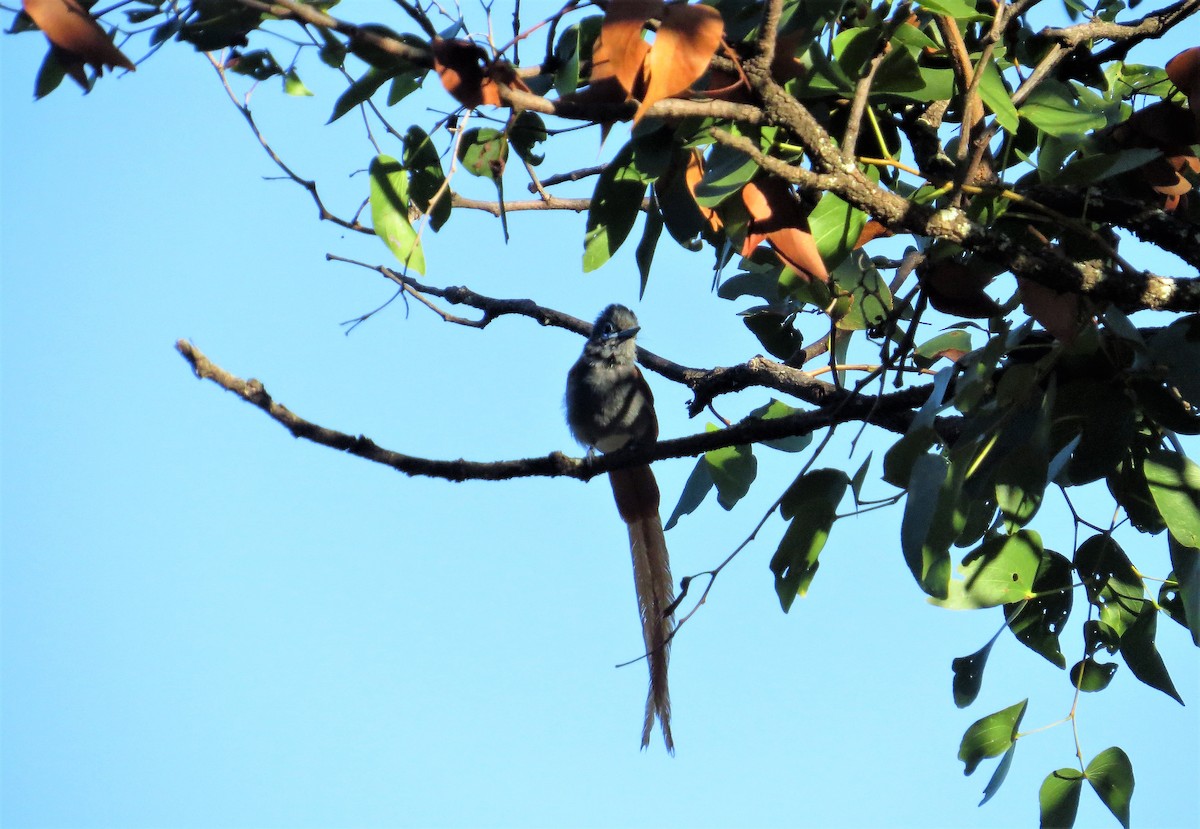 African Paradise-Flycatcher - ML56799221