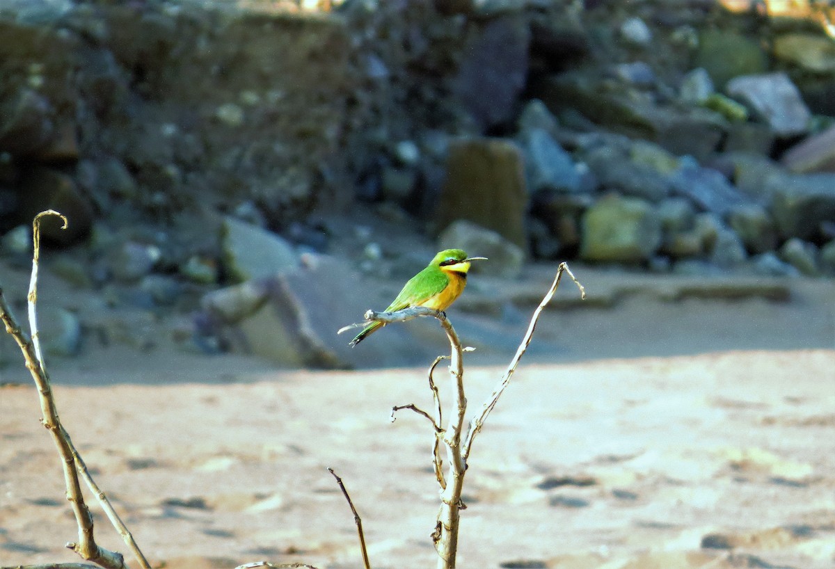 Little Bee-eater - ML56799231