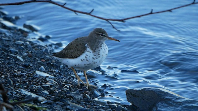 Spotted Sandpiper - ML567992321