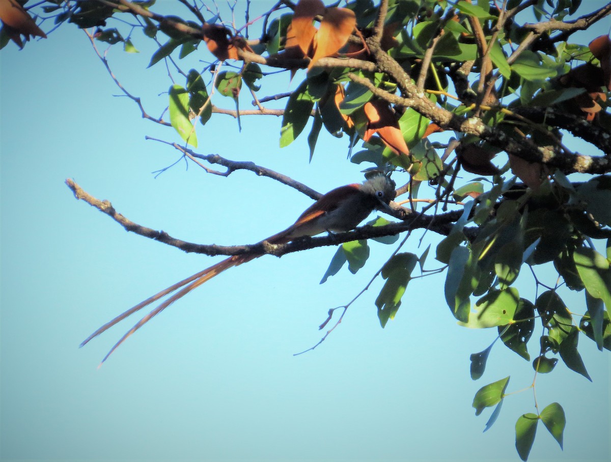 African Paradise-Flycatcher - ML56799241