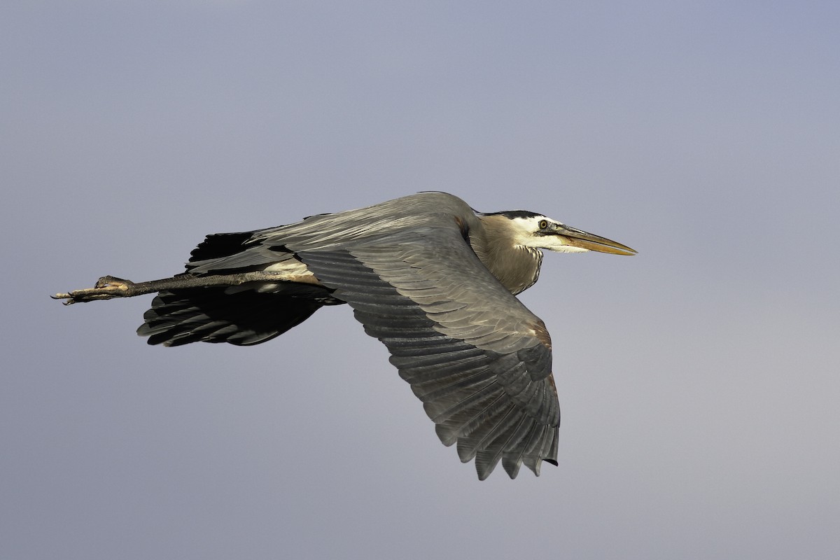 Great Blue Heron - ML567992831