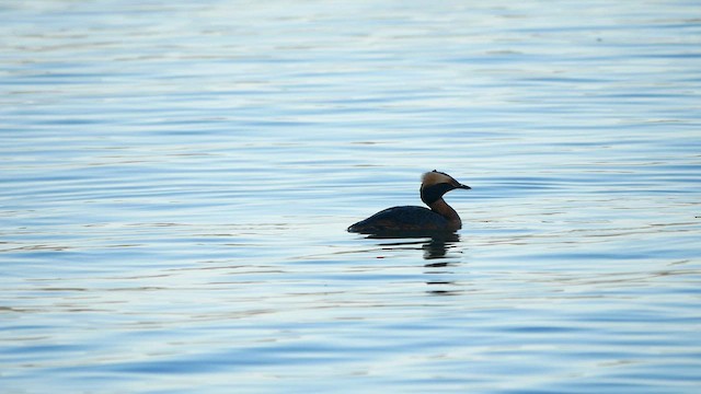 Horned Grebe - ML567992921