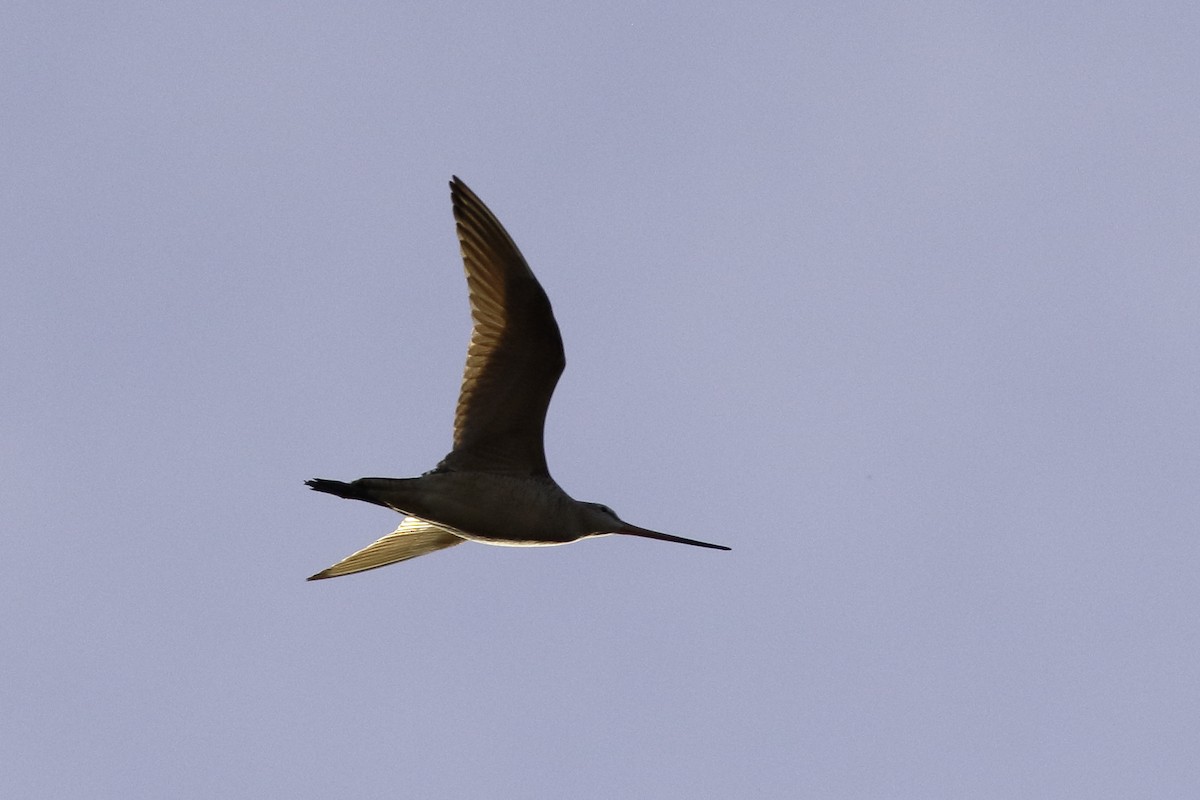 Marbled Godwit - Linda Chittum