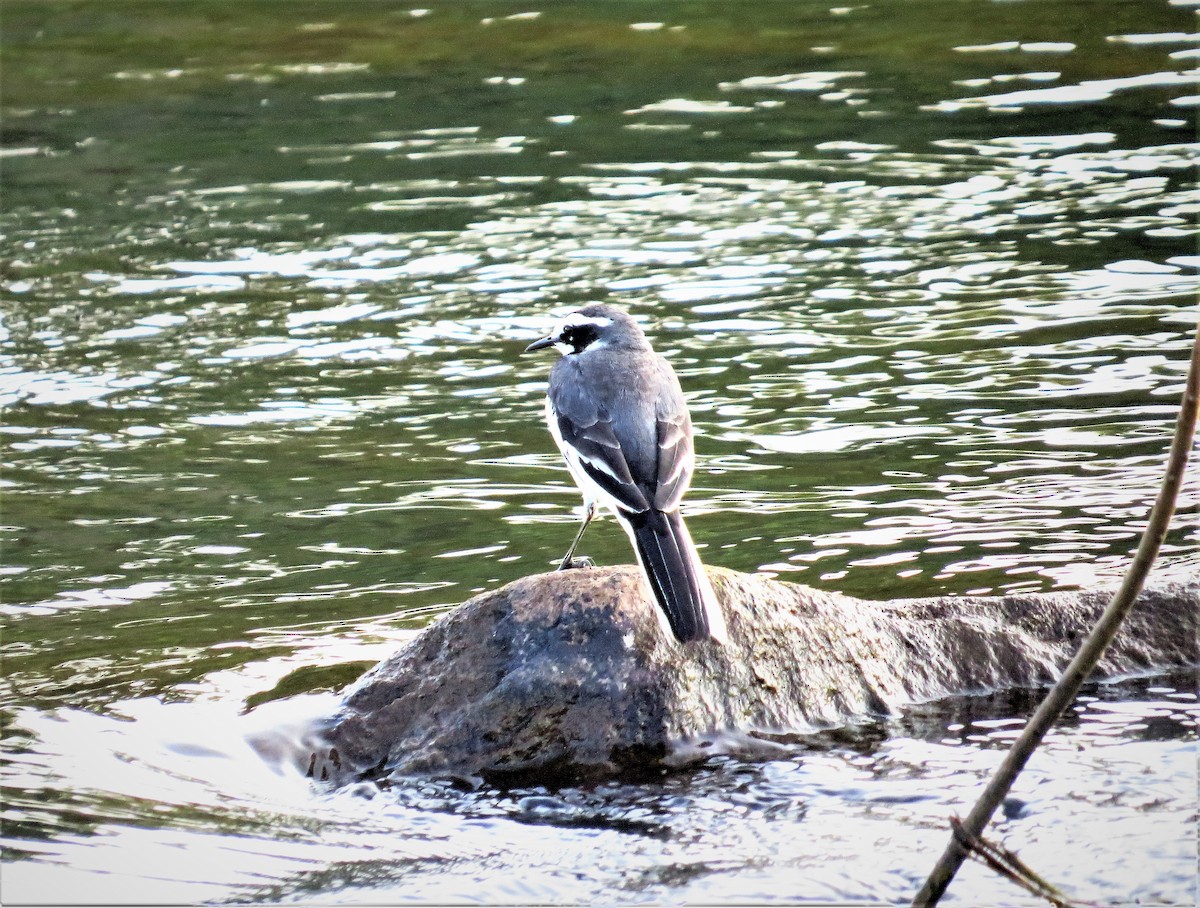 African Pied Wagtail - ML56799321