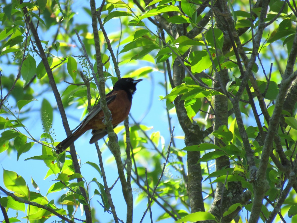 Orchard Oriole - ML567993351