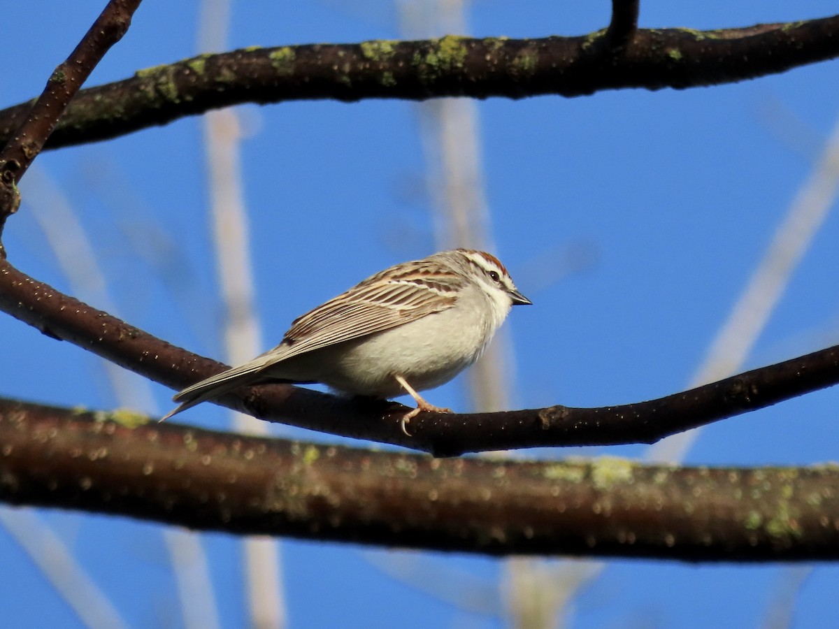 Chipping Sparrow - David and Regan Goodyear