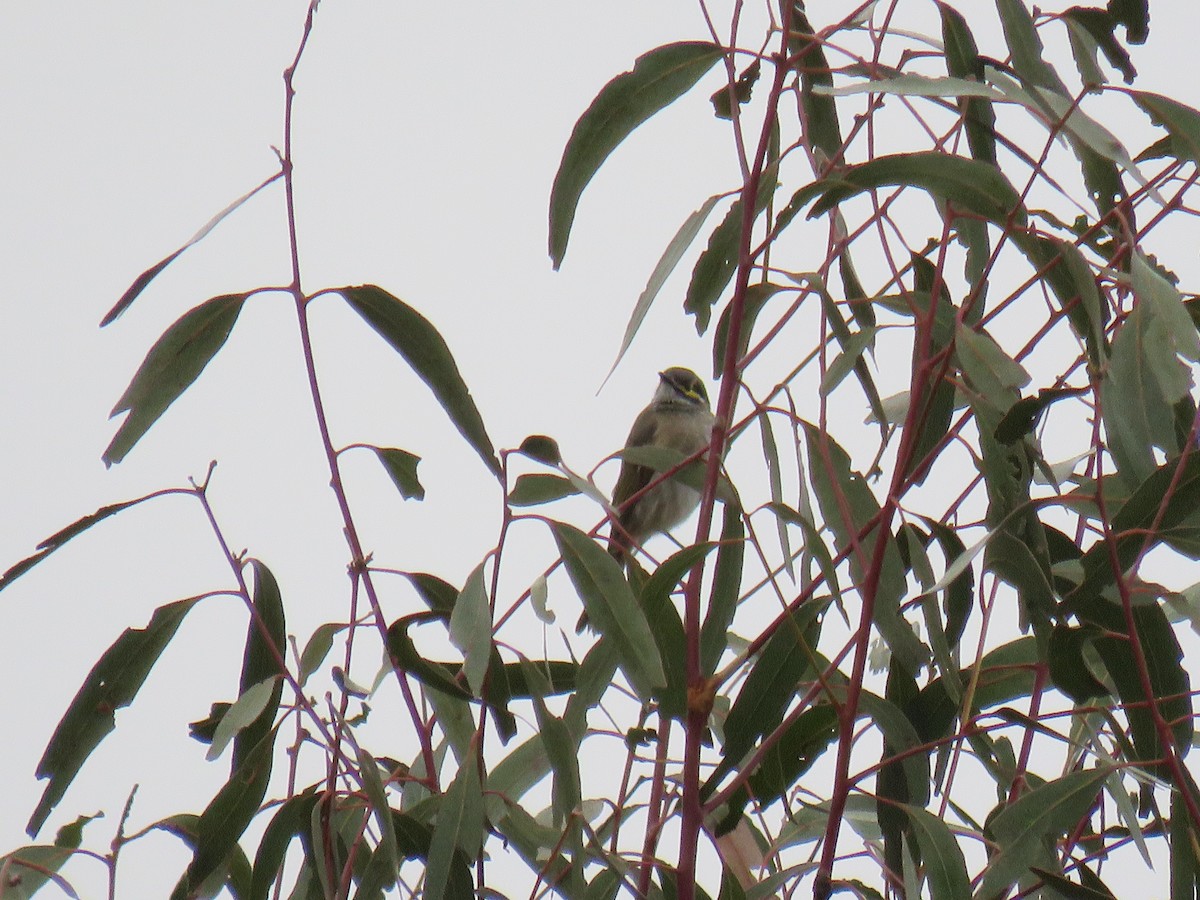 Yellow-faced Honeyeater - ML567994101