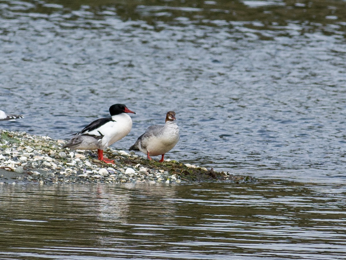 Common Merganser - ML567994521