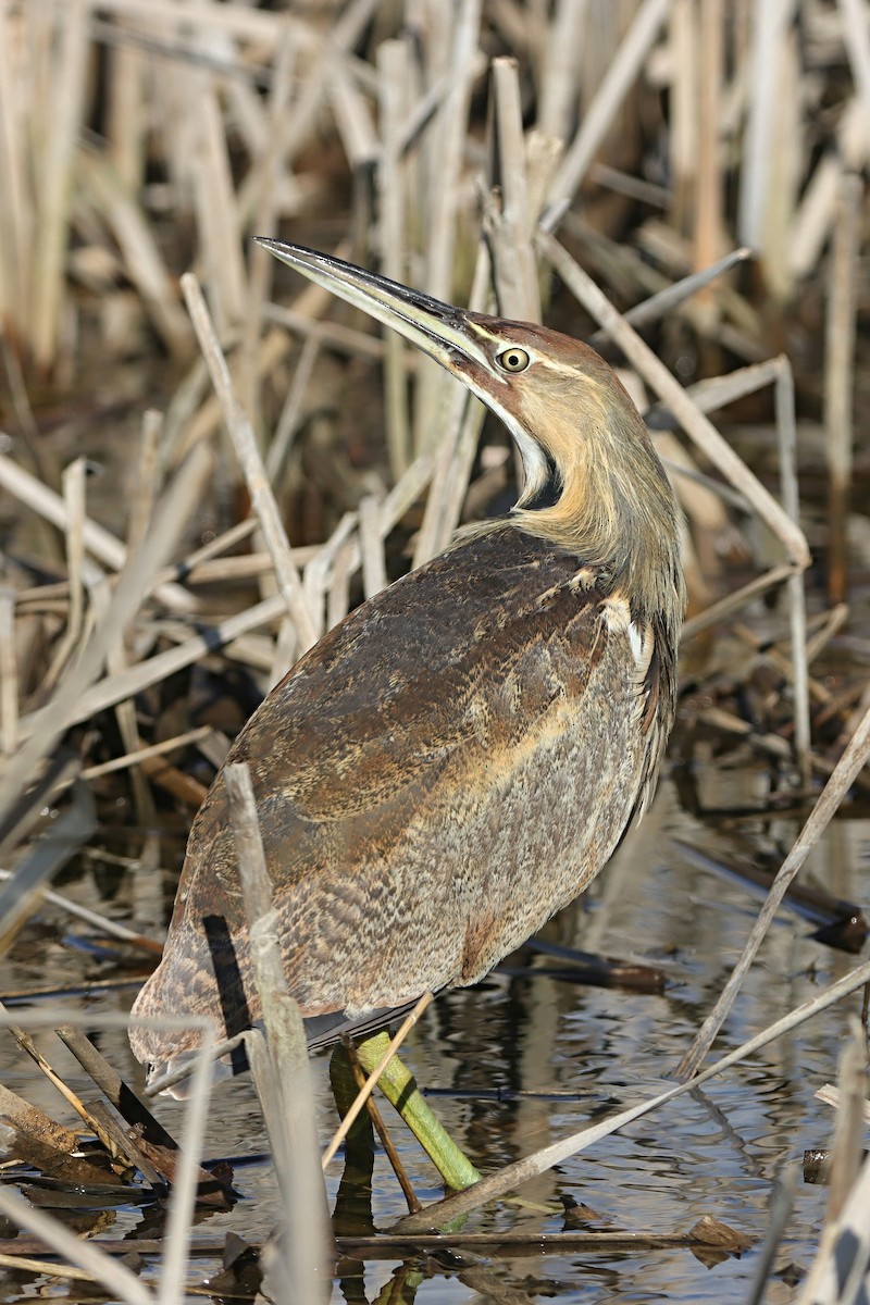 American Bittern - ML567996631