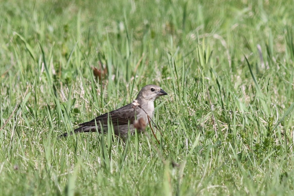 Brown-headed Cowbird - ML56799711