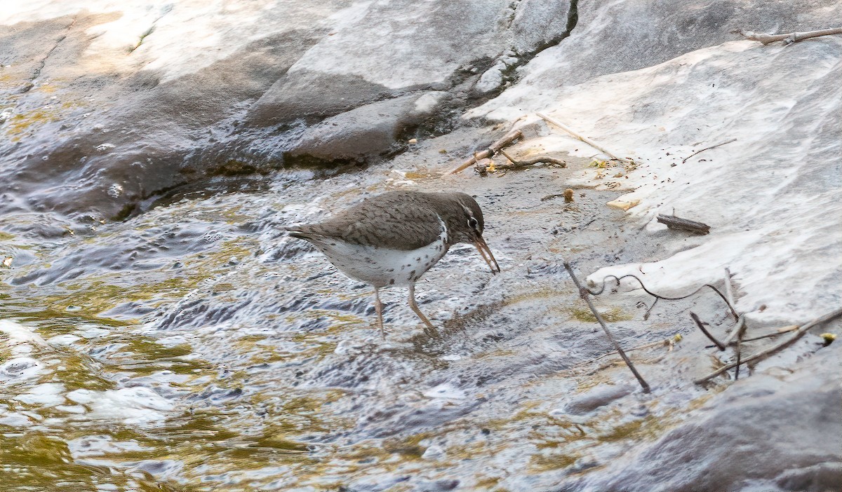 Spotted Sandpiper - Alex Shipherd