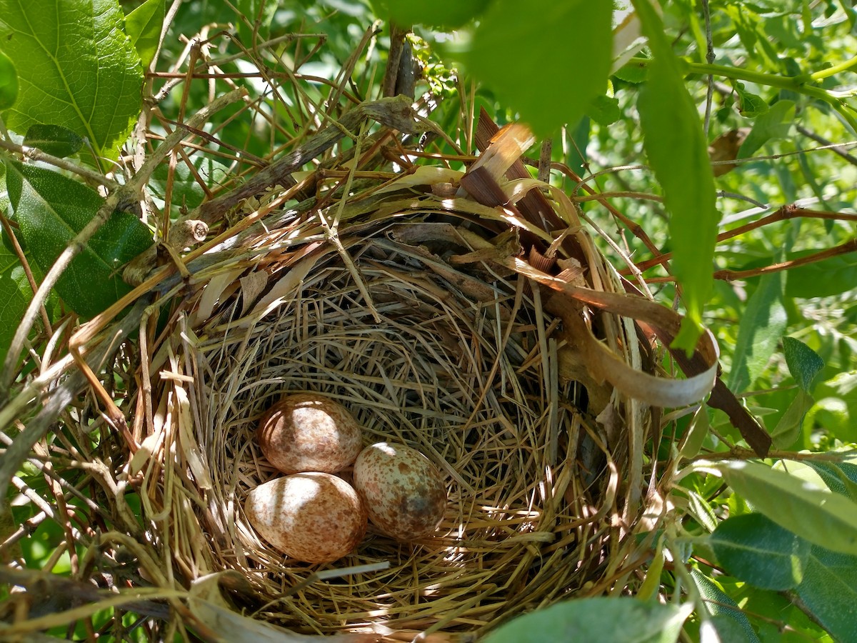 Northern Cardinal - ML568000191