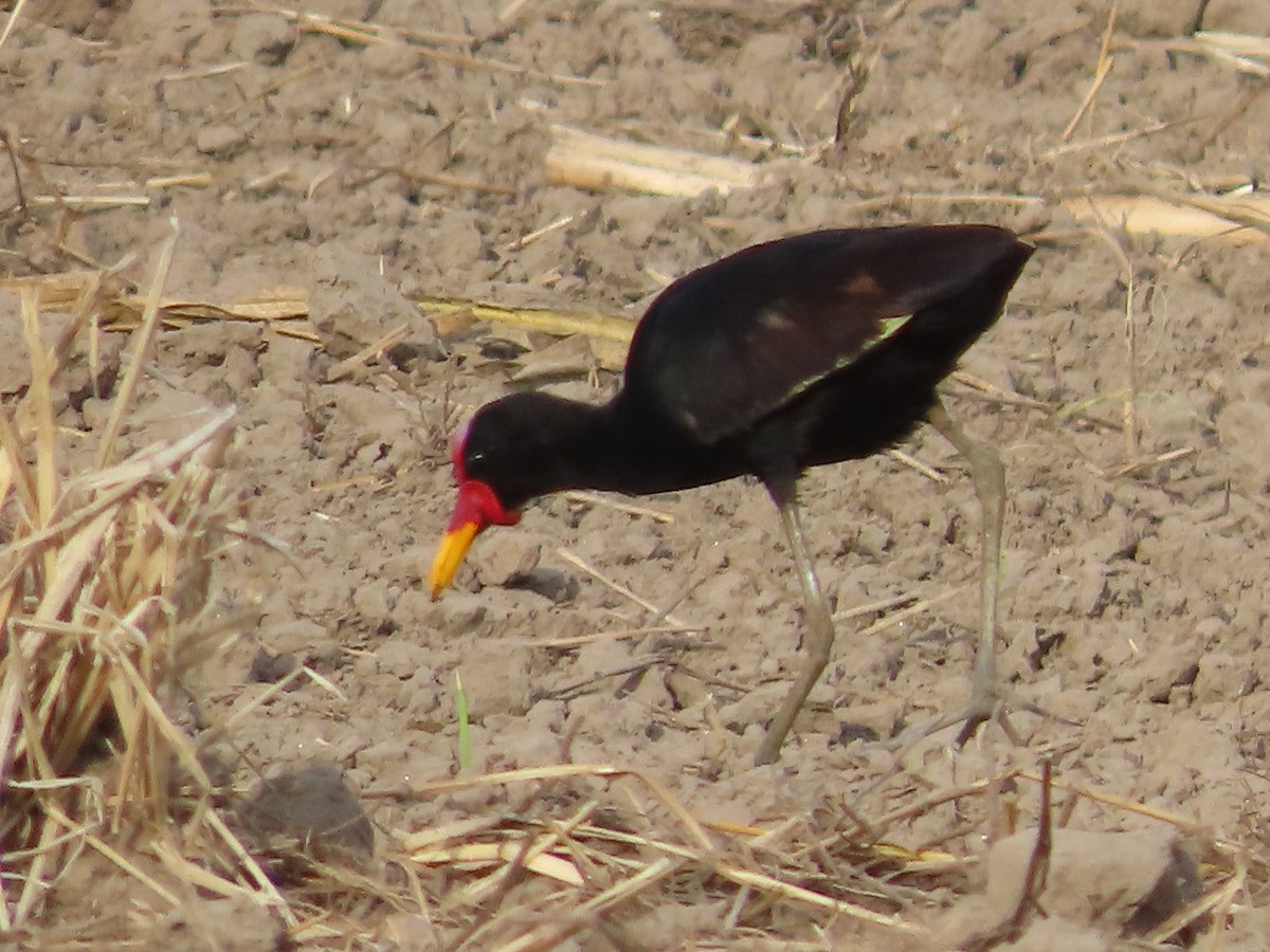 Wattled Jacana - ML568000691