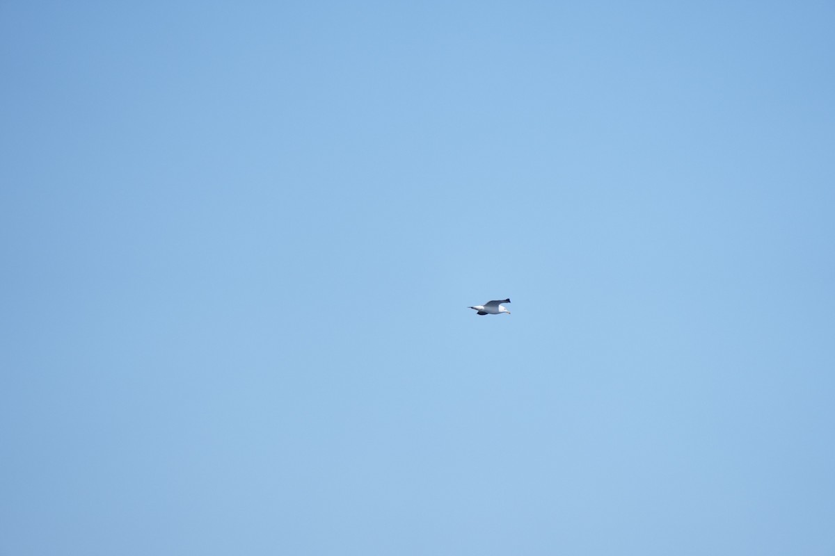 Black-tailed Gull - ML568001511