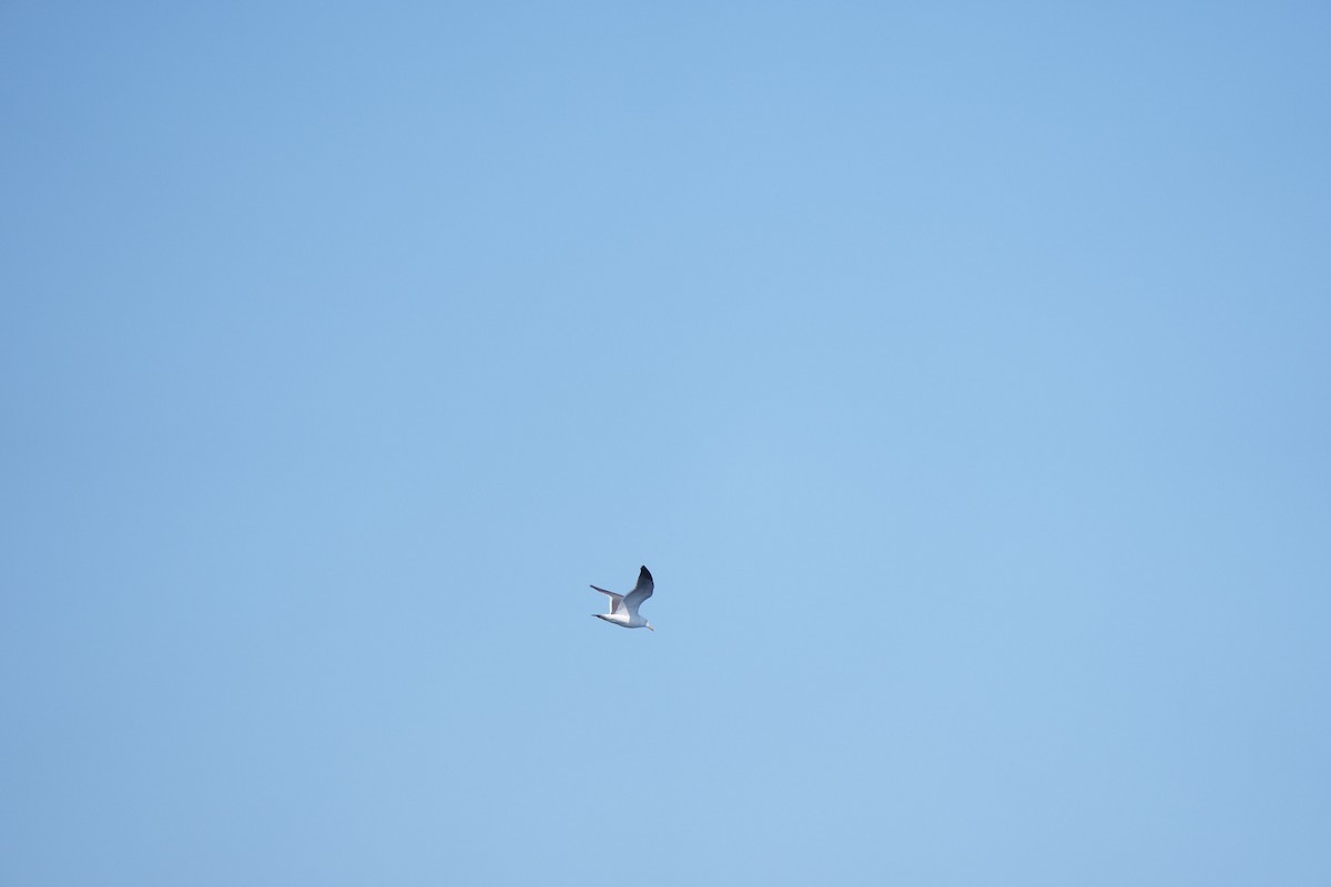 Black-tailed Gull - ML568001521