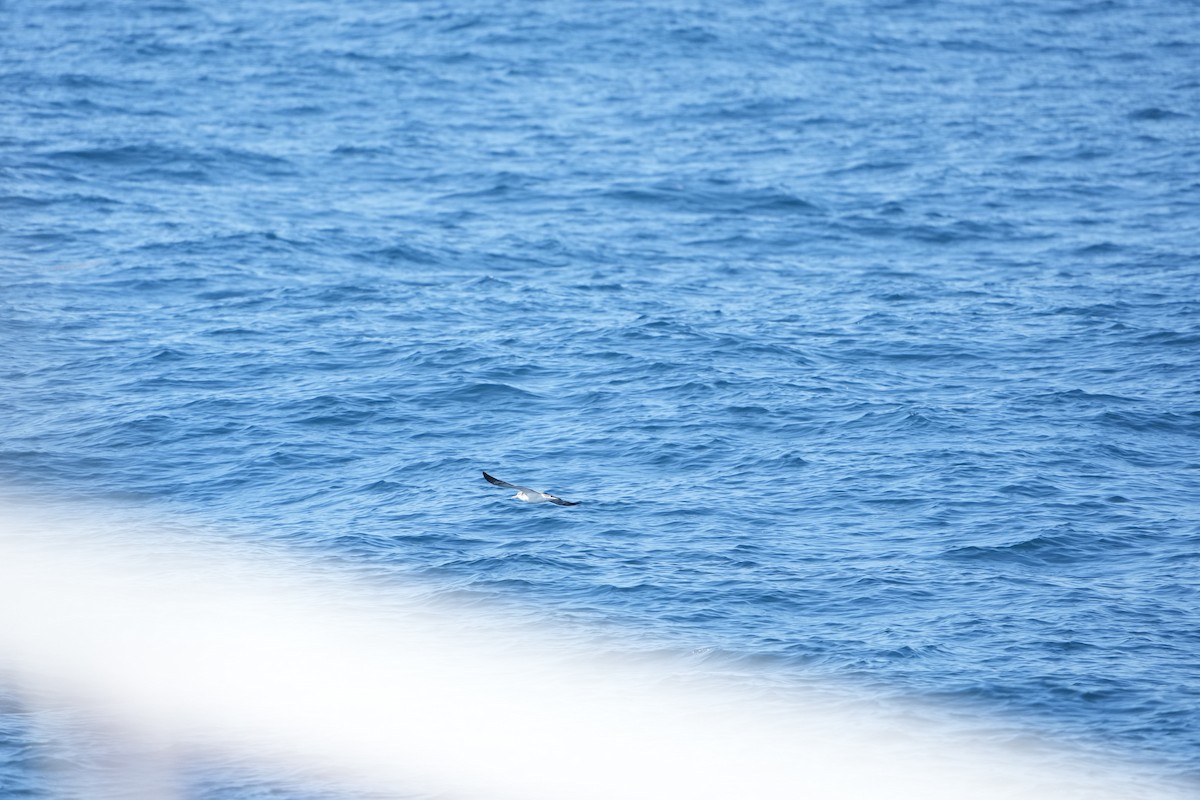 Streaked Shearwater - ML568001701