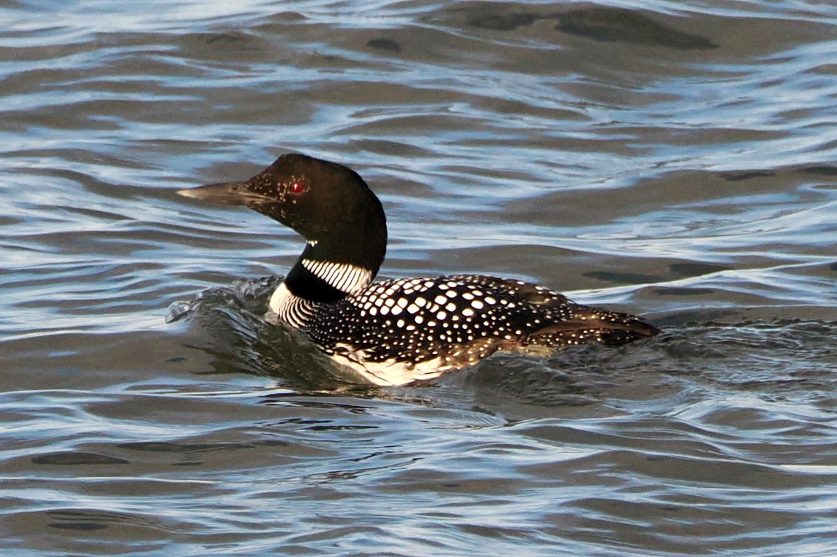 Plongeon huard - ML568003101