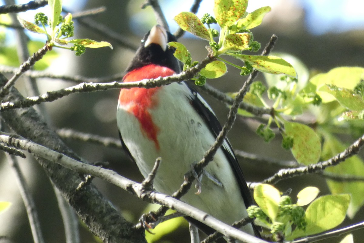 Rose-breasted Grosbeak - ML568003261