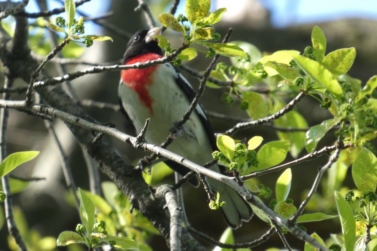 Rose-breasted Grosbeak - Anonymous