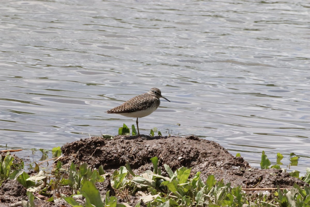 Solitary Sandpiper - ML568003641