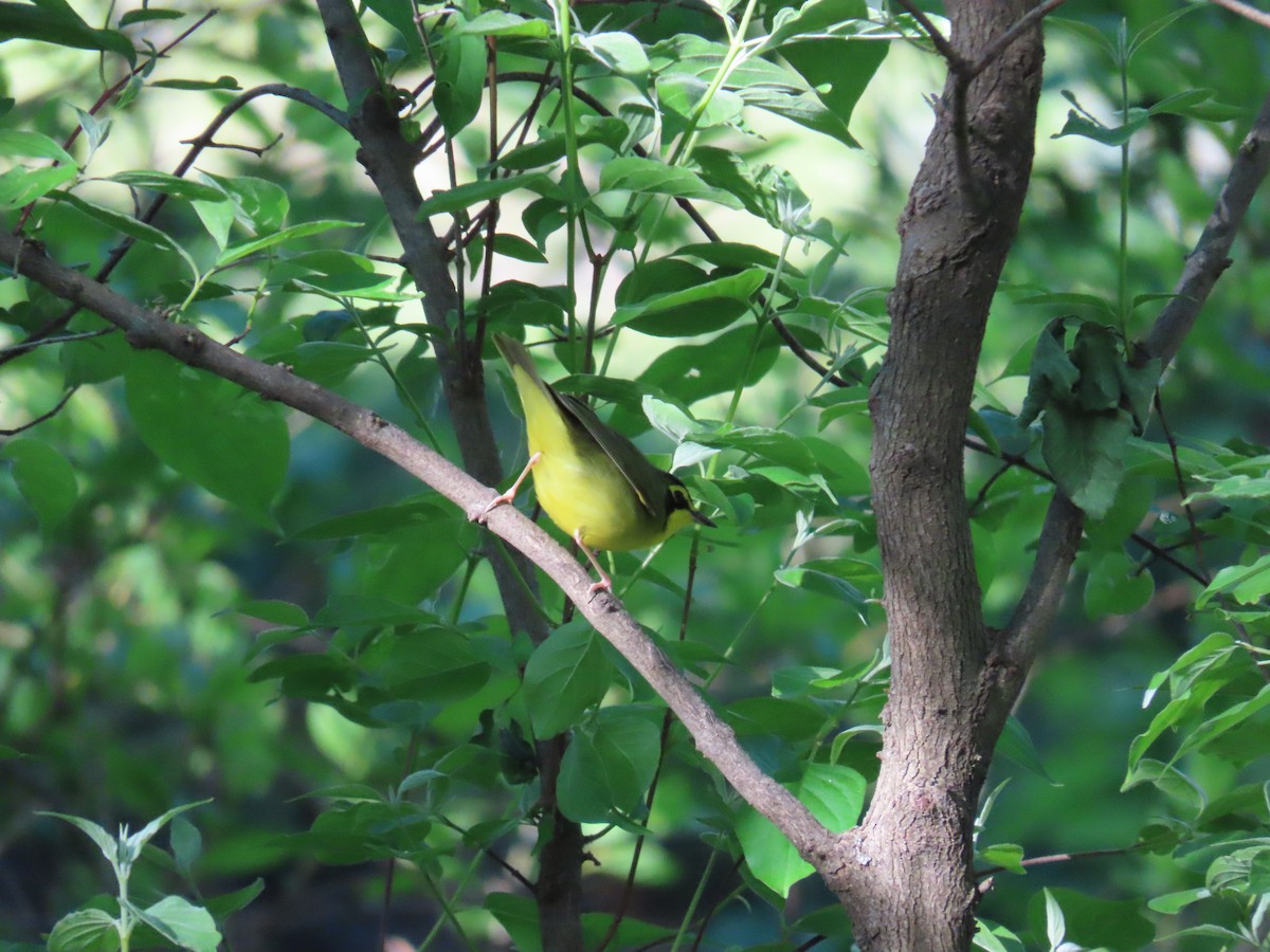 Kentucky Warbler - Christopher Tomera