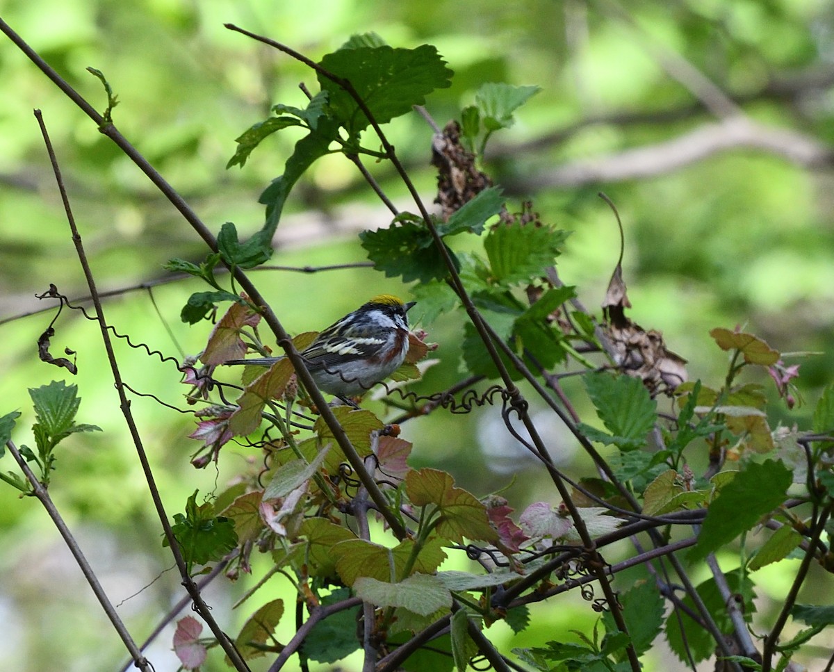 Paruline à flancs marron - ML56800491