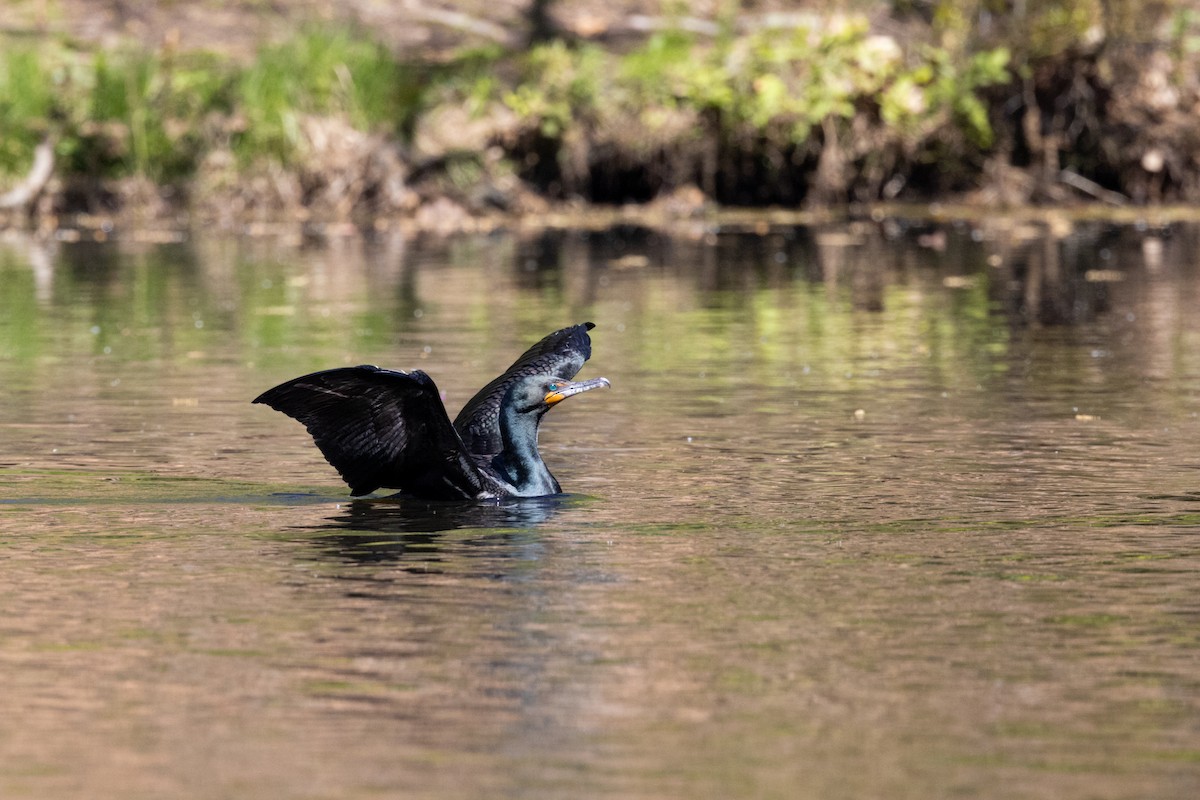 Double-crested Cormorant - ML568006261