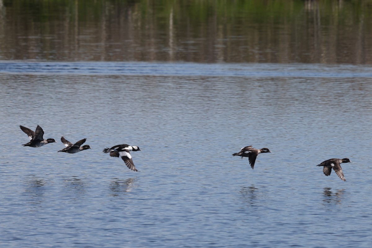 Bufflehead - ML568006311