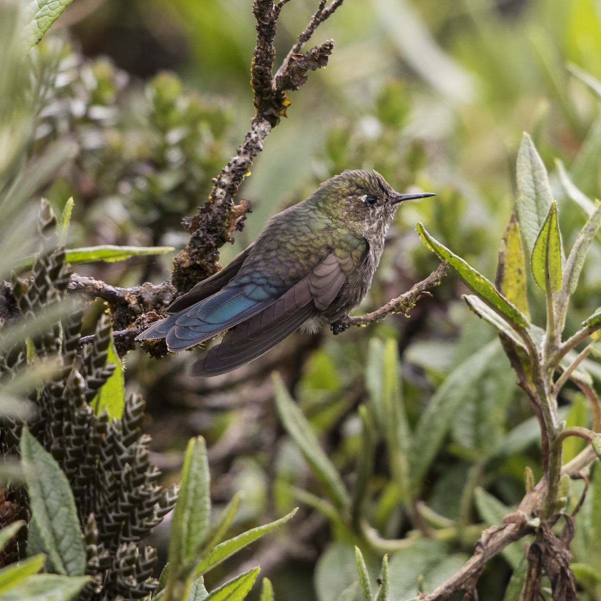 kolibřík modropláštíkový - ML56800651
