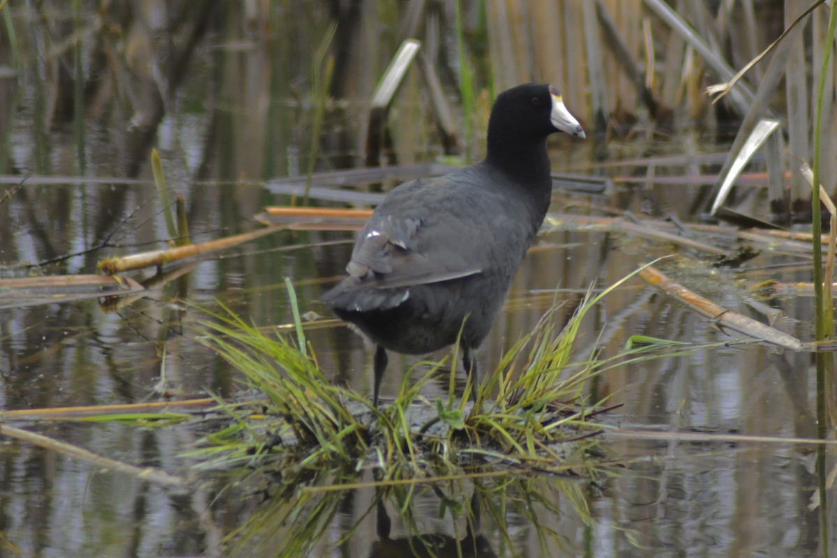 American Coot - ML568008001