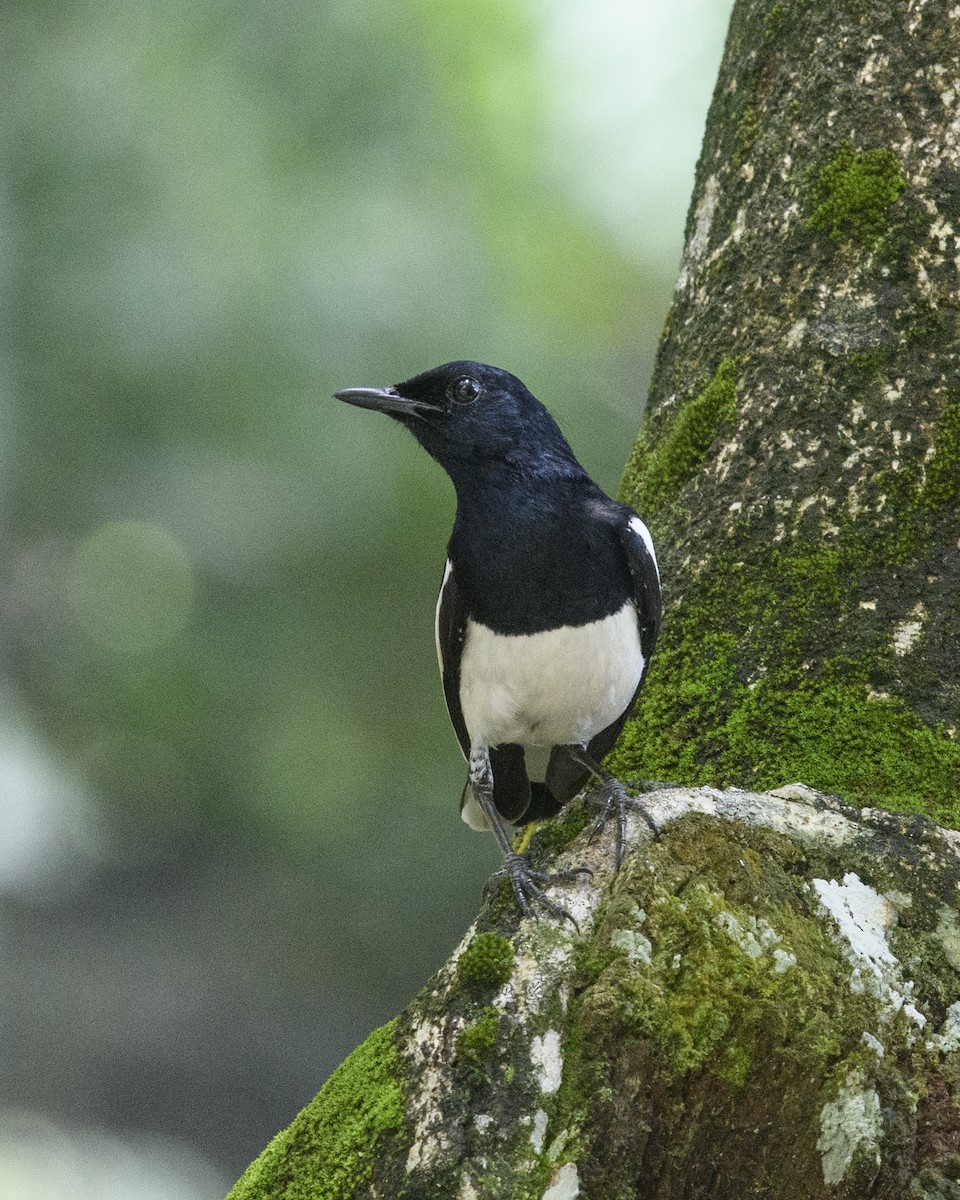 Oriental Magpie-Robin - ML568008311