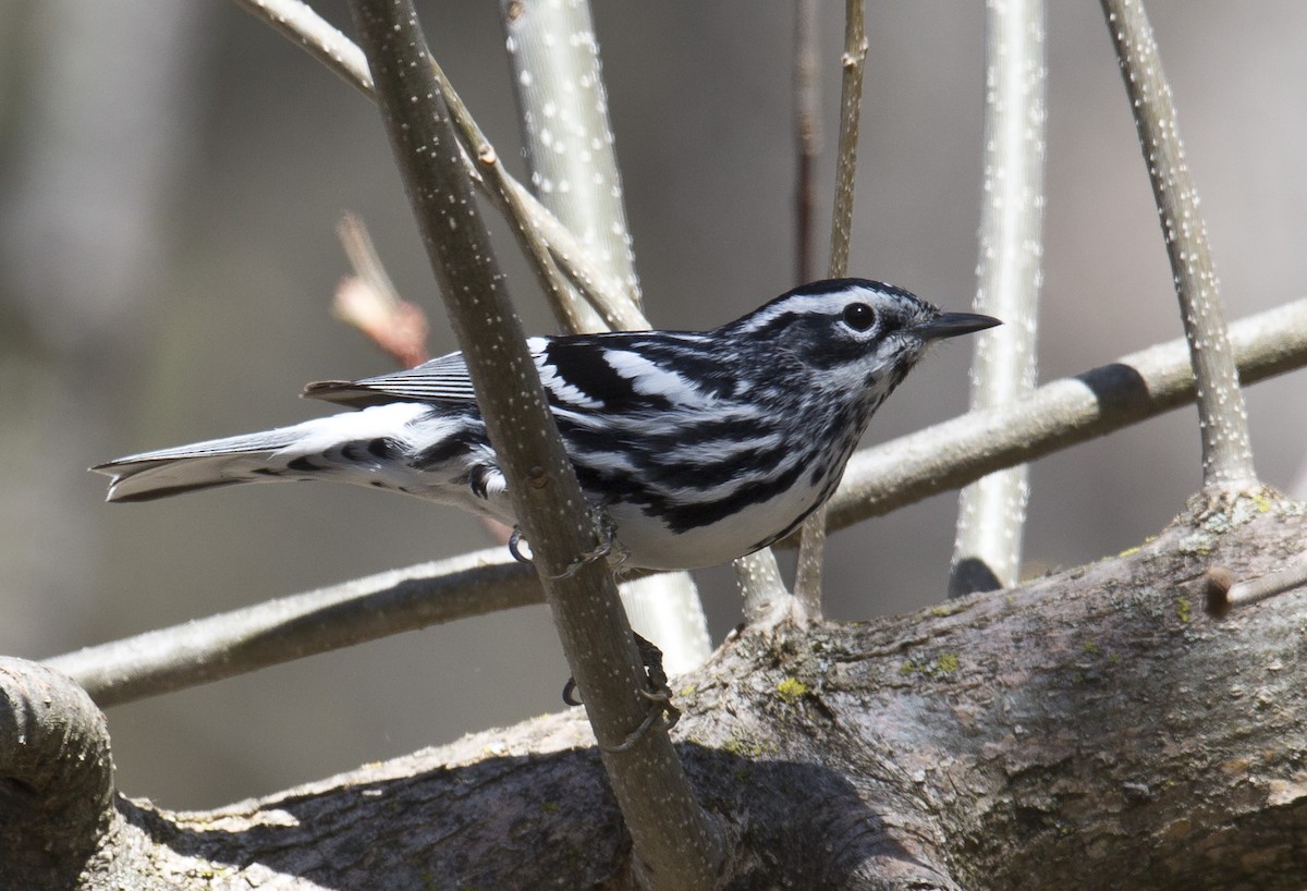 Black-and-white Warbler - ML568009291