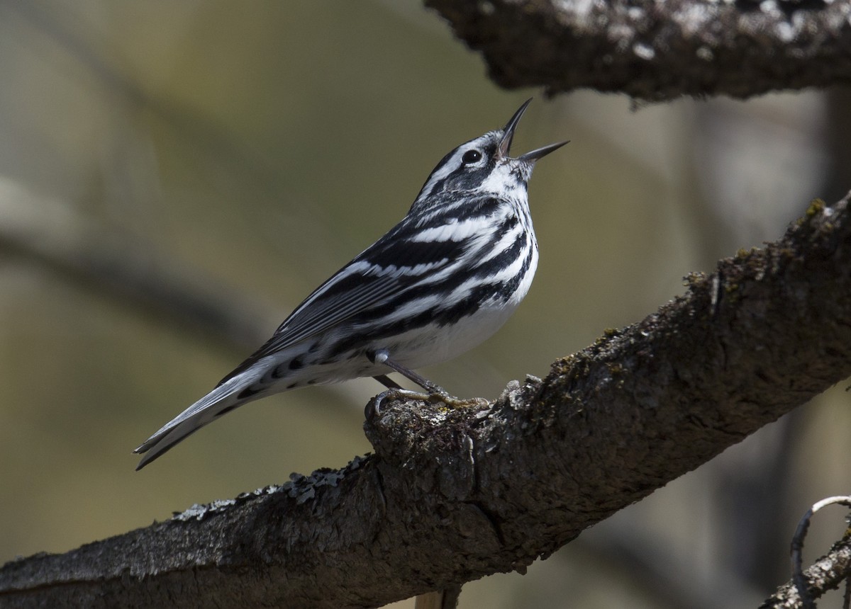Black-and-white Warbler - ML568009301