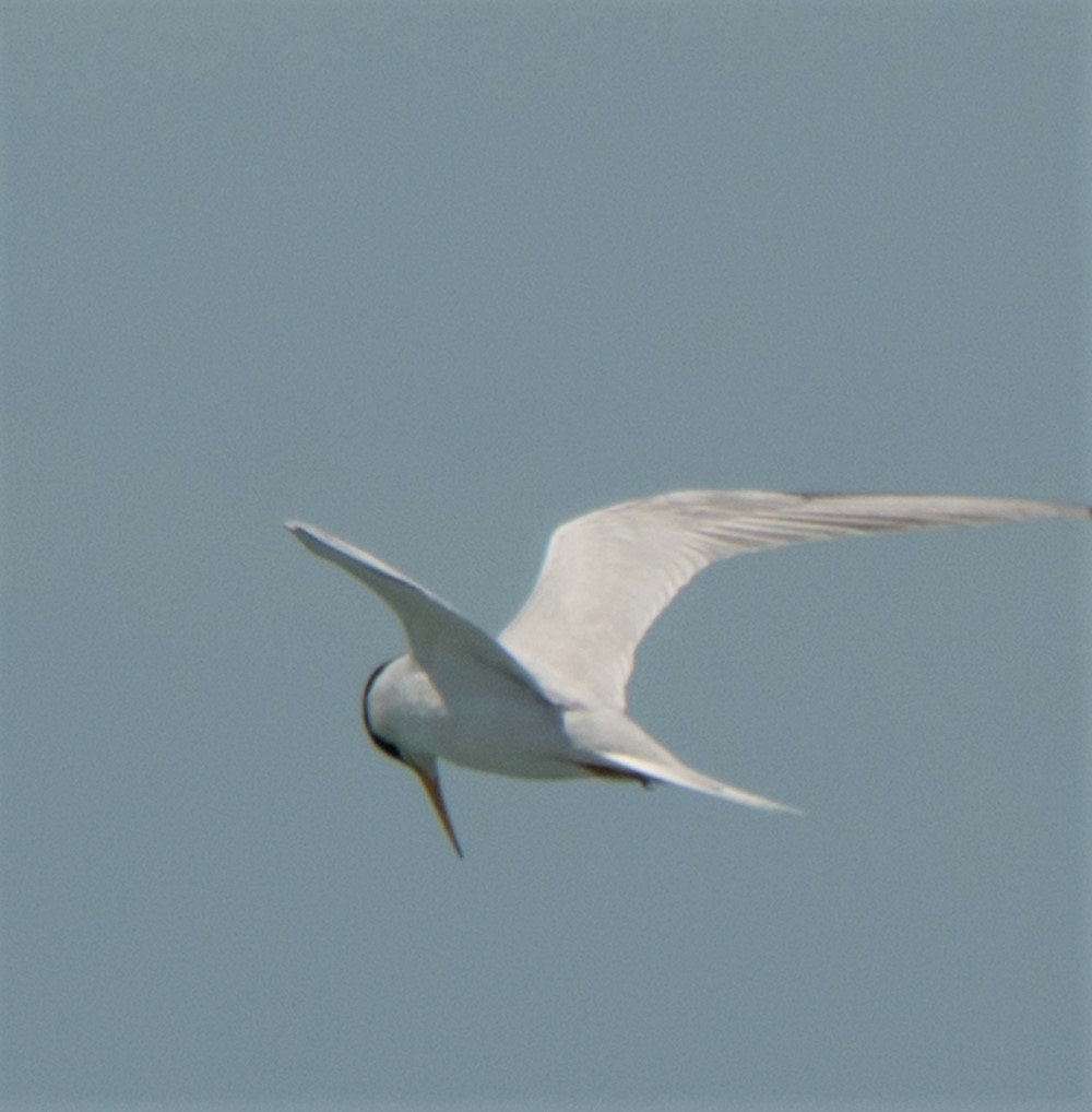 Least Tern - ML56800931